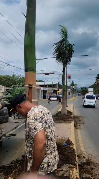 Alcaldía de Mao realiza siembra de palmas reales en la entrada del municipio